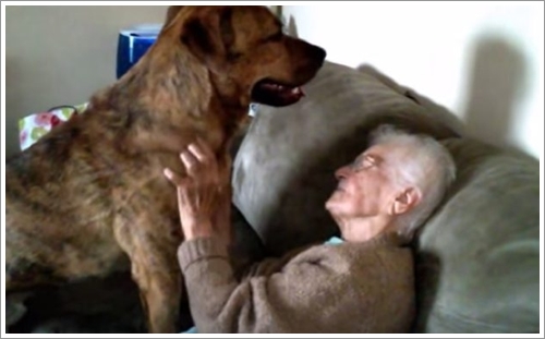 Dogilike.com :: ԻзѺ! ҵٺ͹§ҧŤسشѡ