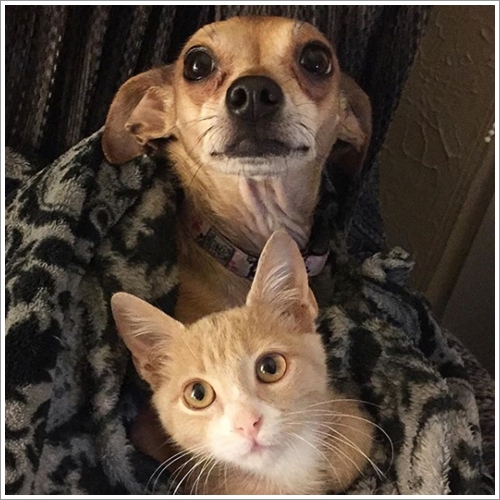 Dogilike.com :: Ҵ! 21 ҾԸաú͡ѡҢͧͧعѢʺйѡش  