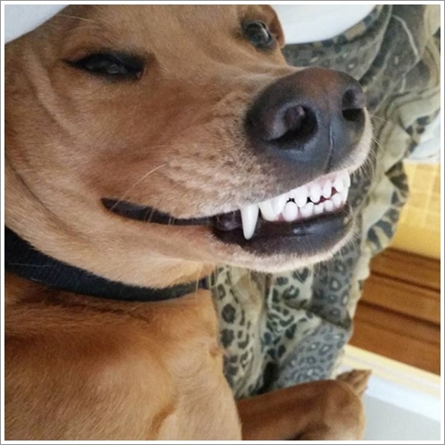 Dogilike.com :: Ҵ! 21 ҾԸաú͡ѡҢͧͧعѢʺйѡش  