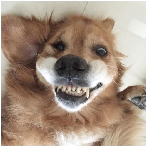 Dogilike.com :: Ҵ! 21 ҾԸաú͡ѡҢͧͧعѢʺйѡش  