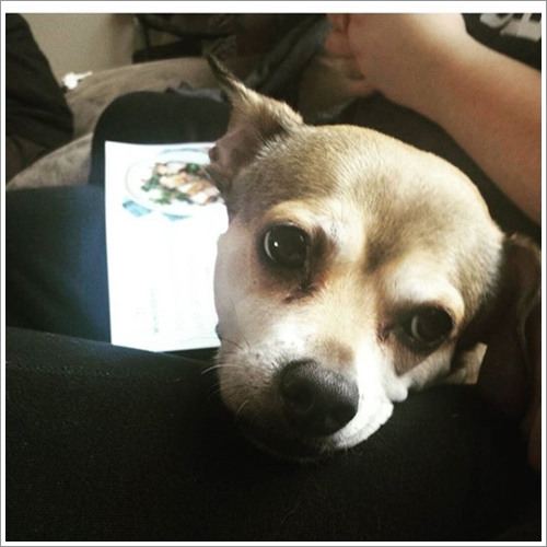 Dogilike.com :: Ҵ! 21 ҾԸաú͡ѡҢͧͧعѢʺйѡش  