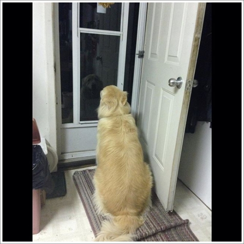 Dogilike.com :: Ҵ! 21 ҾԸաú͡ѡҢͧͧعѢʺйѡش  