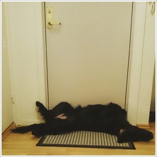 Dogilike.com :: Ҵ! 21 ҾԸաú͡ѡҢͧͧعѢʺйѡش  