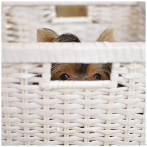 Dogilike.com :: Ҵ! 21 ҾԸաú͡ѡҢͧͧعѢʺйѡش  