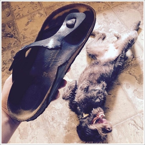 Dogilike.com :: Ҵ! 21 ҾԸաú͡ѡҢͧͧعѢʺйѡش  