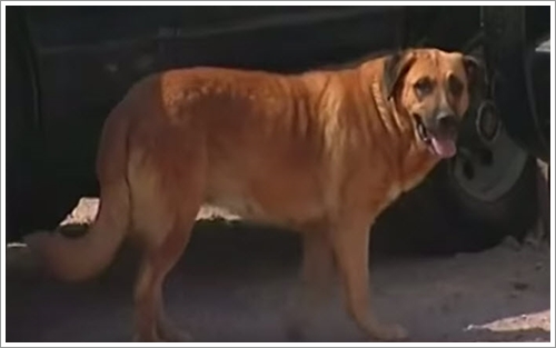Dogilike.com :: ! عѢͧªԵ 2 Ǻ١駡ͧ㹪