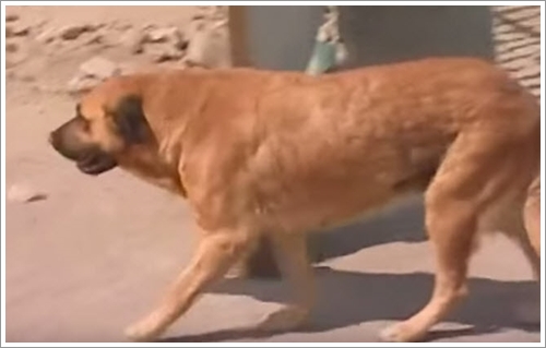 Dogilike.com :: ! عѢͧªԵ 2 Ǻ١駡ͧ㹪