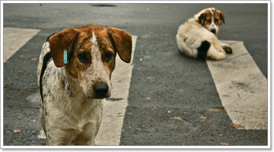 Dogilike.com :: Ҿش! ԵͧҢҧ 