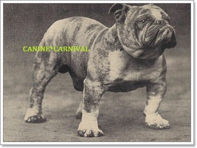 รวมภาพน้องหมาบูลด็อกย้อนยุค (บูลด็อกในอดีต) ( พันธุ์เฟรนช์ บูลด็อก  ,พันธุ์อเมริกันบูลล์ด็อก ) | Dogilike.Com
