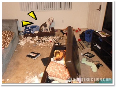 Dogilike.com :: รวมภาพสุดฮา เมื่อน้องหมาพังบ้าน!!
