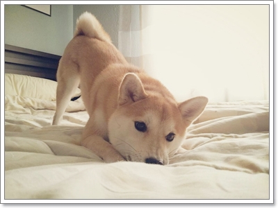 Dogilike.com :: ҾͧҹҨ