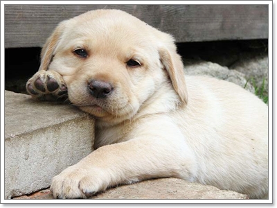Dogilike.com :: ҾͧҹҨ