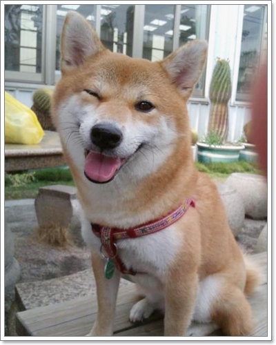 Dogilike.com :: ҾͧҹҨ