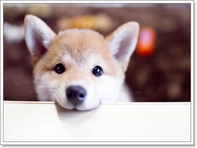 Dogilike.com :: ҾͧҹҨ