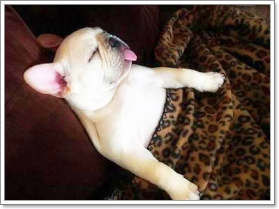 Dogilike.com :: ҾͧҹҨ