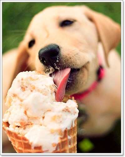 ภาพน่ารักๆ เมื่อน้องหมาหม่ำไอศครีม | Dogilike.com