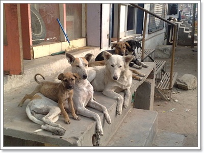 Dogilike.com :: Ҿش! ԵͧҢҧ 