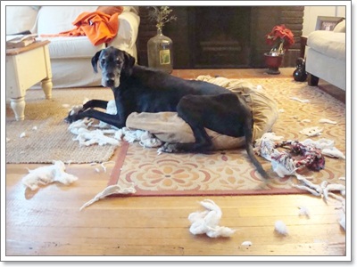 Dogilike.com :: รวมภาพสุดฮา เมื่อน้องหมาพังบ้าน!!
