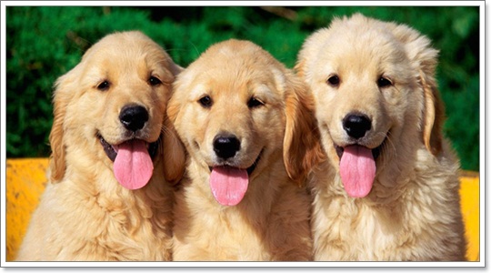 Dogilike.com :: ҾͧҹҨ
