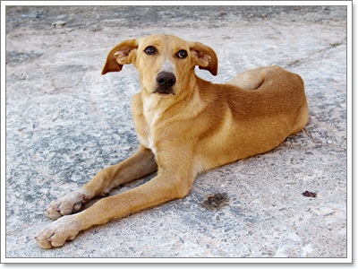 Dogilike.com :: Ҿش! ԵͧҢҧ 
