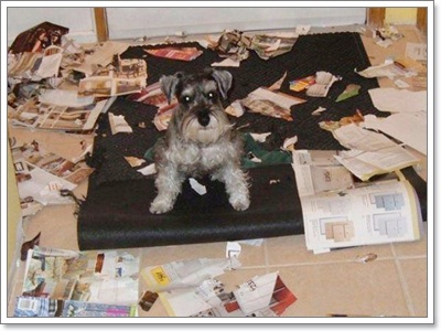 Dogilike.com :: รวมภาพสุดฮา เมื่อน้องหมาพังบ้าน!!