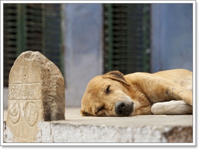 Dogilike.com :: Ҿش! ԵͧҢҧ 