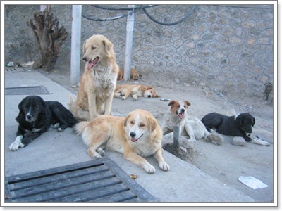 Dogilike.com :: Ҿش! ԵͧҢҧ 