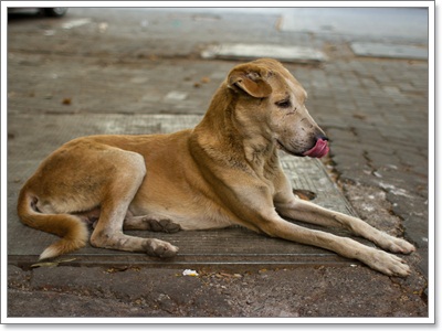 Dogilike.com :: Ҿش! ԵͧҢҧ 