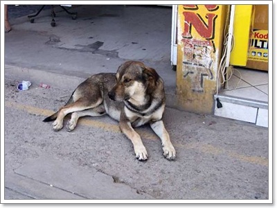 Dogilike.com :: Ҿش! ԵͧҢҧ 