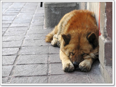 Dogilike.com :: Ҿش! ԵͧҢҧ 