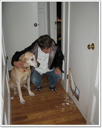 Dogilike.com :: รวมภาพสุดฮา เมื่อน้องหมาพังบ้าน!!