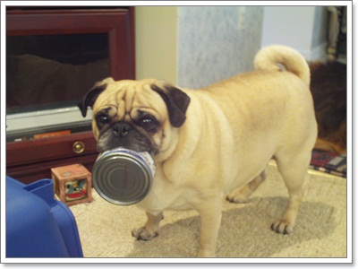 มาดูกันว่า เวลาน้องหมาหิว เขาจะมีวิธีบอกเรายังไง | Dogilike.com