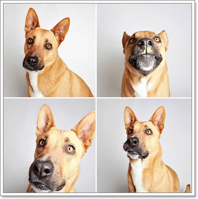 Dogilike.com :: Ҿͧҹѡҡٹѡԧ