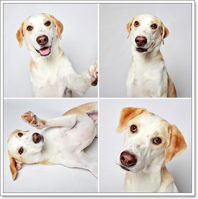 Dogilike.com :: Ҿͧҹѡҡٹѡԧ