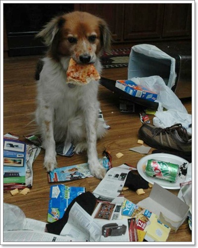 Dogilike.com :: รวมภาพสุดฮา เมื่อน้องหมาพังบ้าน!!