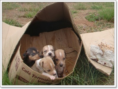 Dogilike.com :: Ҿش! ԵͧҢҧ 