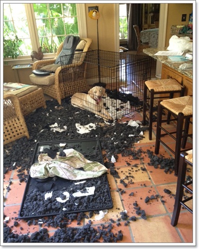 Dogilike.com :: รวมภาพสุดฮา เมื่อน้องหมาพังบ้าน!!