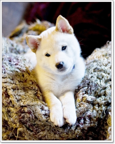 Dogilike.com :: ҾͧҹҨ
