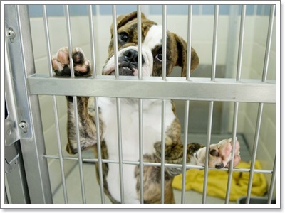 Dogilike.com :: Ҿͧҹѡҡٹѡԧ