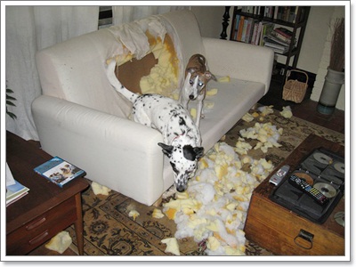 Dogilike.com :: รวมภาพสุดฮา เมื่อน้องหมาพังบ้าน!!