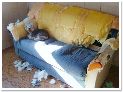 Dogilike.com :: รวมภาพสุดฮา เมื่อน้องหมาพังบ้าน!!