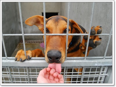 Dogilike.com :: Ҿͧҹѡҡٹѡԧ