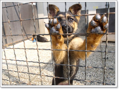 Dogilike.com :: Ҿͧҹѡҡٹѡԧ