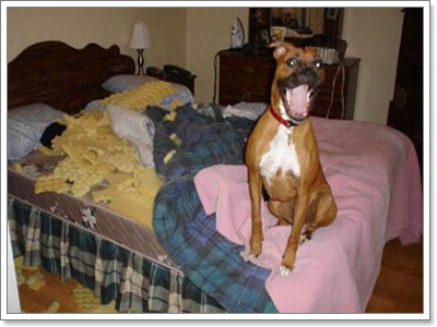 Dogilike.com :: รวมภาพสุดฮา เมื่อน้องหมาพังบ้าน!!