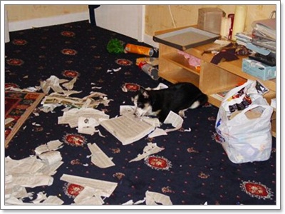 Dogilike.com :: รวมภาพสุดฮา เมื่อน้องหมาพังบ้าน!!