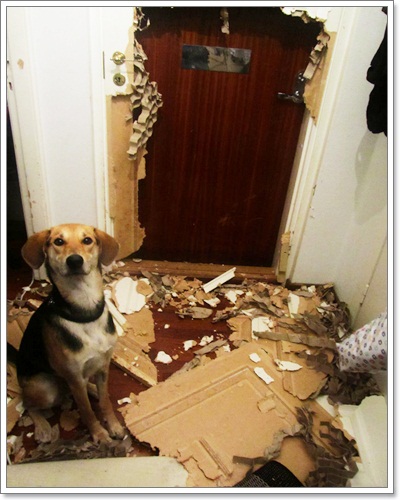 Dogilike.com :: รวมภาพสุดฮา เมื่อน้องหมาพังบ้าน!!