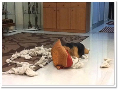 Dogilike.com :: รวมภาพสุดฮา เมื่อน้องหมาพังบ้าน!!
