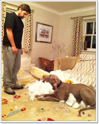 Dogilike.com :: รวมภาพสุดฮา เมื่อน้องหมาพังบ้าน!!
