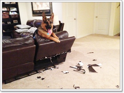 Dogilike.com :: รวมภาพสุดฮา เมื่อน้องหมาพังบ้าน!!