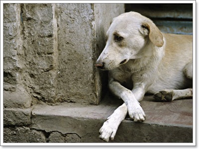Dogilike.com :: Ҿش! ԵͧҢҧ 